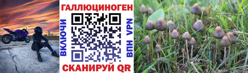 blacksprut   что такое   Новопавловск  Галлюциногенные грибы Cubensis 